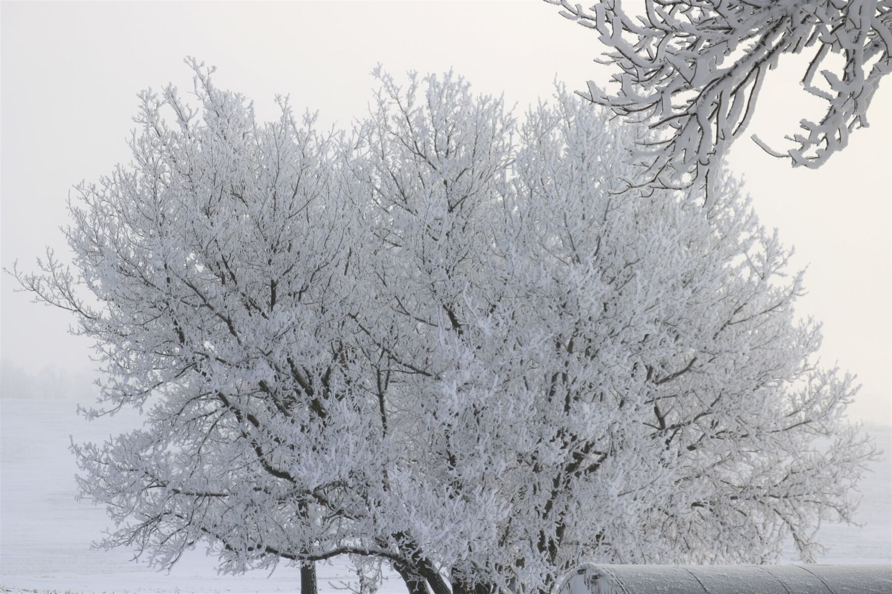 Mother Nature offered a beautiful sight to behold in early January..JPG